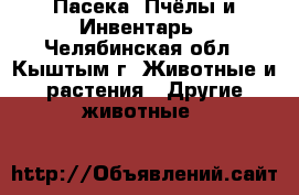 Пасека, Пчёлы и Инвентарь - Челябинская обл., Кыштым г. Животные и растения » Другие животные   